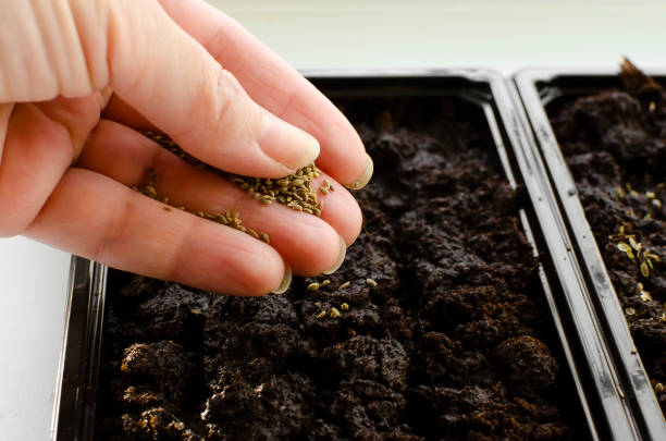plantando sementes no chão, de perto. mudas crescendo. - seed packet - fotografias e filmes do acervo