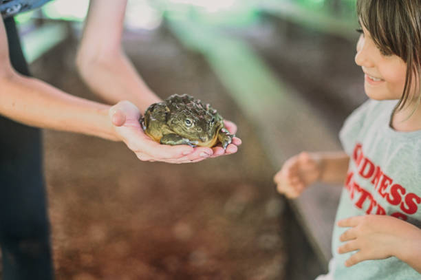 istock Child pets a giant frog or toad, girl interacting with wildlife 1390508056