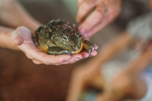 Child pets a buffo toad