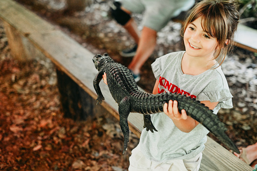 Girl holds a baby alligator