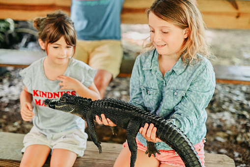 Girl holds a baby alligator
