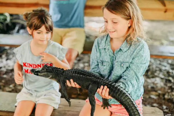 Photo of Two girls holds a baby alligator in a reptile wildlife encounter with a dangerous animal