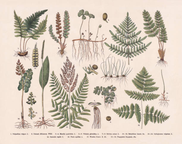 ilustrações, clipart, desenhos animados e ícones de ervas e samambaias, gravura de madeira colorida à mão, publicada em 1887 - fern stem bracken leaf