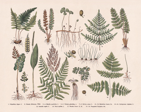 Herbs and ferns: 1) Polypody (Polypodium vulgare); 2) Rustyback (Asplenium ceterach, or Ceterach officinarum); 3-4) Four leaf clover (Marsilea quadrifolia ); 5-6) Pillwort (Pilularia globulifera); 7-9) Floating fern (Salvinia natans); 10-12) Moonwort (Botrychium lunaria); 13-14) Adder's-tongue (Ophioglossum vulgatum); 15) Royal fern (Osmunda regalis); 16) Bracken (Pteridium aquilinum, or Pteris aquilina); 17) Oblong woodsia (Woodsia ilvensis); 18-19) Oak fern (Gymnocarpium dryopteris, or Phegopteris dryopteris). Hand-colored wood engraving, published in 1887.