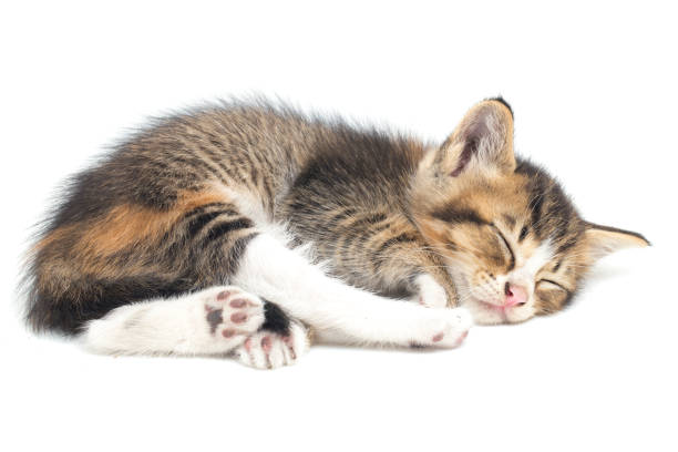 istock Sleeping Domestic  kitten cat funny positions white background. 1390509056