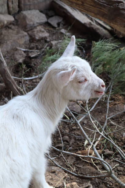istock Cute sitting white baby goat 1390509102