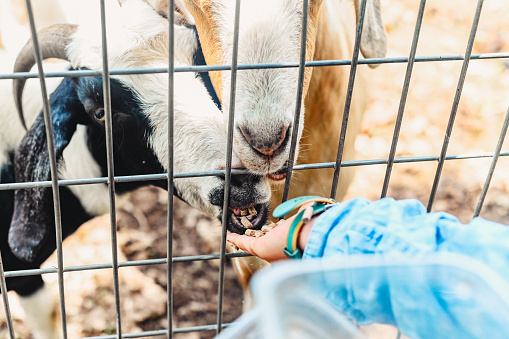 Feeding pet goats