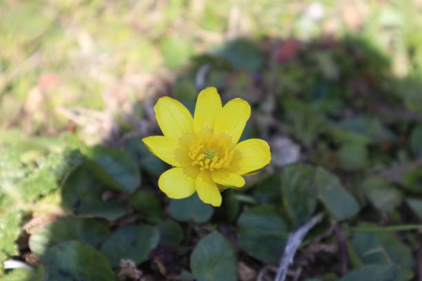 istock Yellow flower in a forest on a sunny day. 1390509309