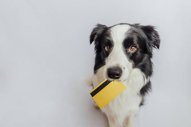 Cute puppy dog border collie holding gold bank credit card in mouth isolated on white background. Little dog with puppy eyes funny face waiting online sale. Shopping investment banking finance concept lindo cachorro perro borde collie sosteniendo tarjeta de crédito de banco de oro en la boca aislado sobre fondo blanco. perro pequeño con ojos de cachorro cara divertida esperando venta en línea, shopping concepto de financiación de banca de inversión