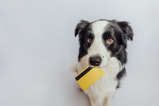 istock Cute puppy dog border collie holding gold bank credit card in mouth isolated on white background. Little dog with puppy eyes funny face waiting online sale, Shopping investment banking finance concept 1390509318