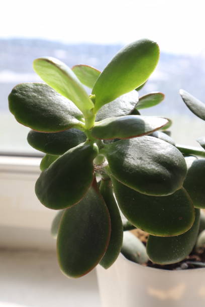 istock The money tree infront of the window. 1390509434