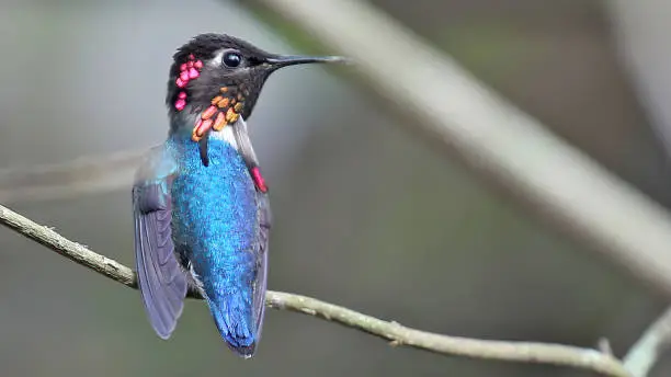 A tiny male of bee hummingbird perched on a twig. Endemic bird of Cuba.