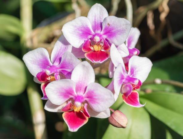 Close up detail with Phalaenopsis pink flower, commonly known as moth orchids Close up detail with Phalaenopsis pink flower, commonly known as moth orchids dendrobium orchid stock pictures, royalty-free photos & images
