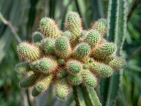 Cereus jamacaru, known as mandacaru or cardeiro. small cactus
