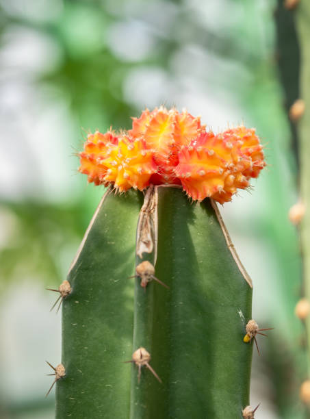 de cerca con gymnocalycium mihanovichii cactus amarillo - mammillaria cactus fotografías e imágenes de stock