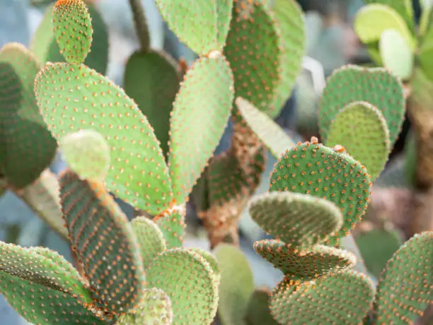 Detail with Opuntia microdasys also known as angel's-wings, bunny ears cactus, bunny cactus or polka-dot cactus.