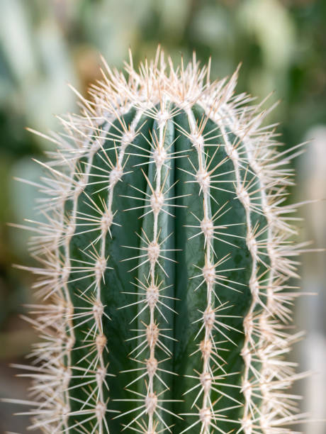 close-up detalhe com pachycereus pringlei, também conhecido como cardon gigante mexicano ou cacto elefante - 3687 - fotografias e filmes do acervo