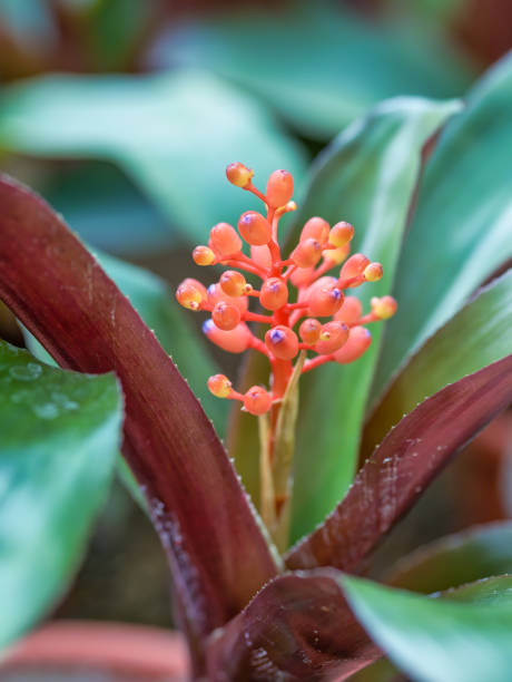 feche os detalhes com a miniata de aechmea, flor pequena vermelha. - 3693 - fotografias e filmes do acervo