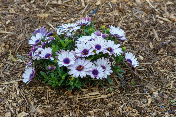 Dimorphotheca Purple 1,400+ Dimorphotheca Photos Stock Photos, Pictures & Royalty-Free ...