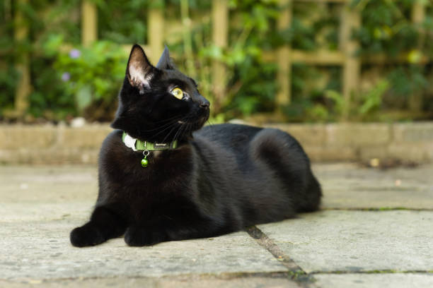 istock Lola, black cat at home XL 1390512863
