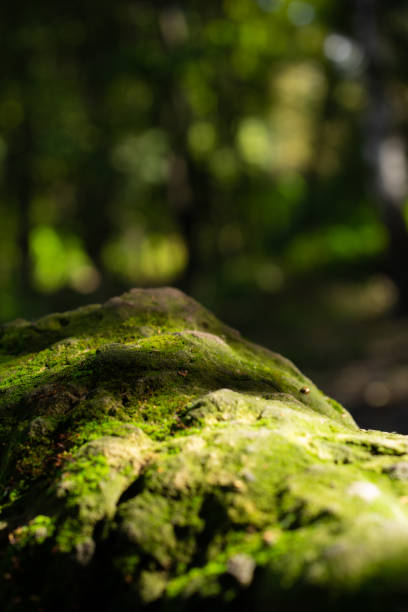 istock Stone covered with green moss in the forest 1390512897