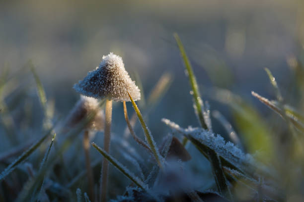 Sunlit frost on mushroom- Blickling, November 2016