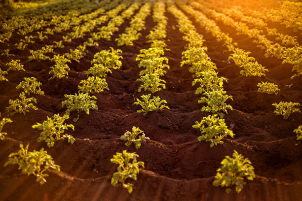 Potato plantations grow in the field.  Landscape with agricultural land. stock photo