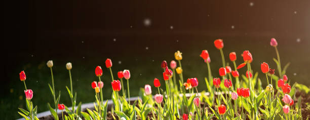 Beautiful background. Tulips in the evening sun stock photo