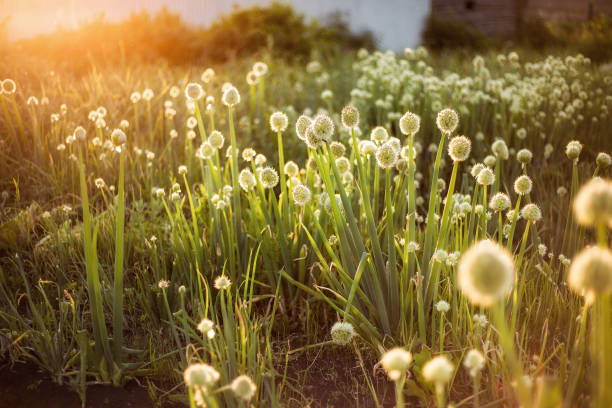 Field with flowering onions. Sunset background stock photo