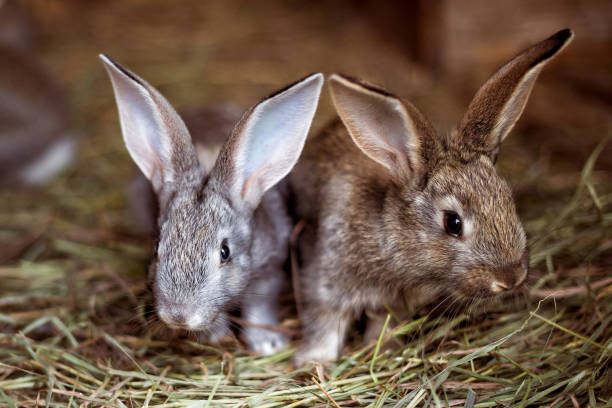 Two little rabbit. Pets. stock photo