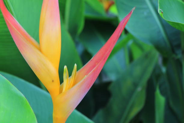 istock Ave del paraiso flower close up 1390515658