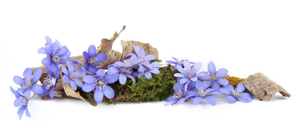 istock First spring flowers,  Anemone hepatica isolated on white background. 1390519468