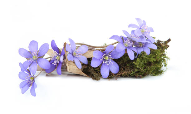 istock First spring flowers,  Anemone hepatica isolated on white background. 1390519479