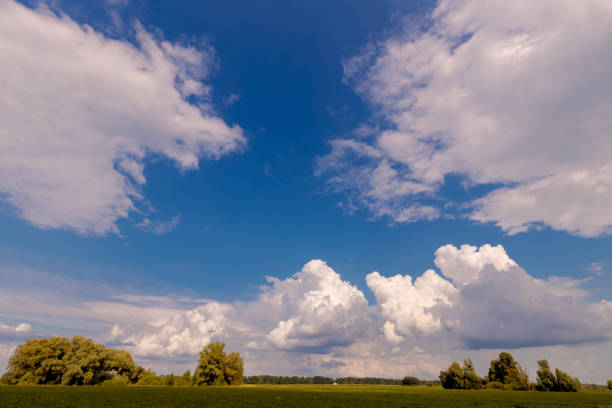 Beautiful summer landscape showing green meadows and yellow agricultural fields with couple of trees.