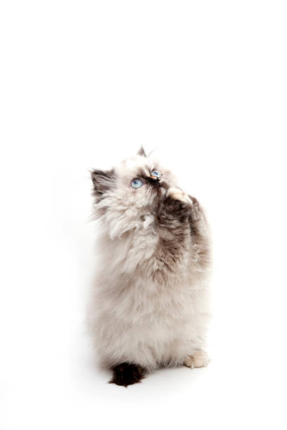 istock Beautiful persian kitten praying 1390523797