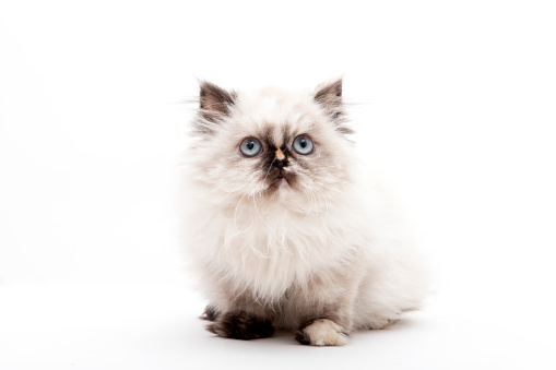 Beautiful persian kitten on a white background