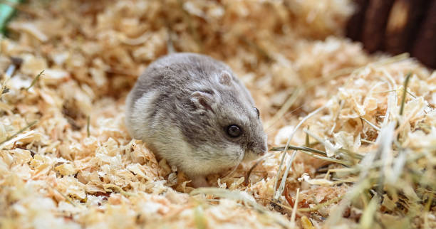 istock Pets. small gray hamster in sawdust. 1390524853