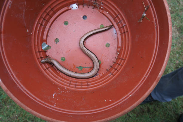 a young slow worm snake crawls in a red bucket