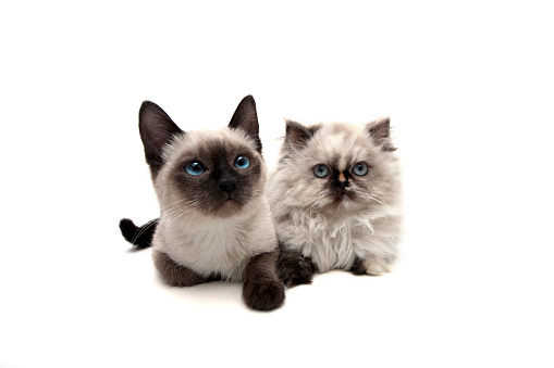 Siamese kitten with blue eyes sitting on the radiator against white wall.