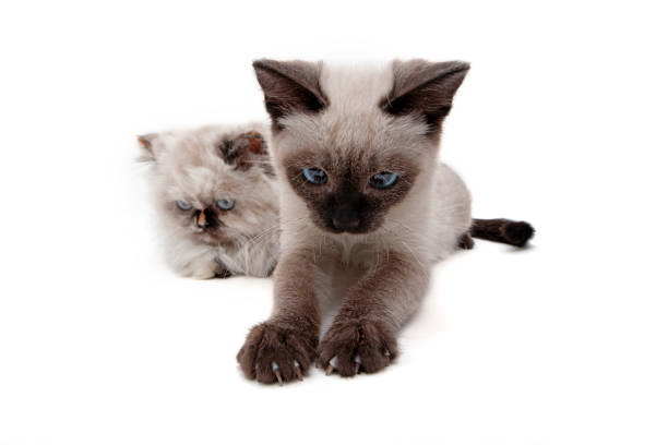 Beautiful persian and siamese kitten on a white background