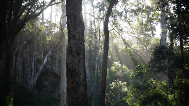 istock Karri Tree Forest near Pemberton, Western Australia. 1390525352