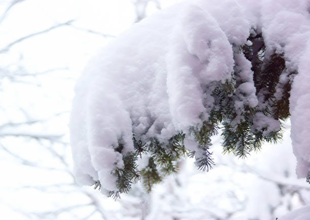 istock Evergreen Branch Heavy with Snow 1390526137