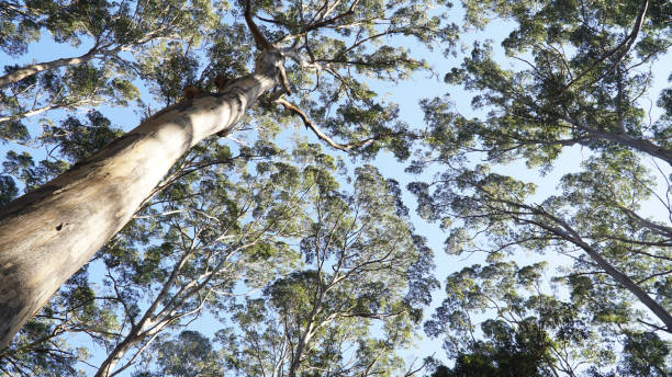 istock Karri Tree Forest near Pemberton, Western Australia. 1390526281