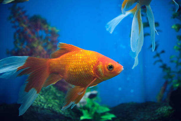 istock Goldfish and albinos in an aquarium with blue background. 1390527070
