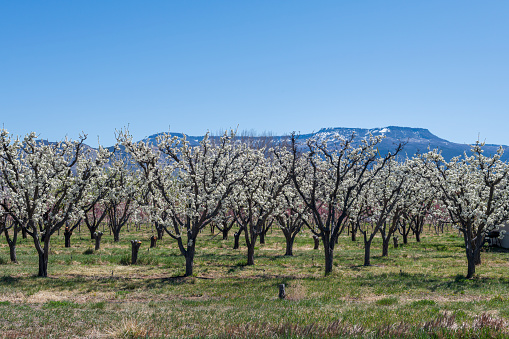 Peach orchards in bloom on Orchard Mesa near the town of Palisade on a beautiful sunny day in April.