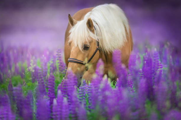 istock Cremello horse in lilac flowers 1390530809
