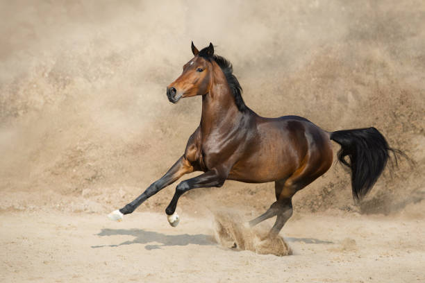 istock Horse free run gallop in desert storm 1390530821