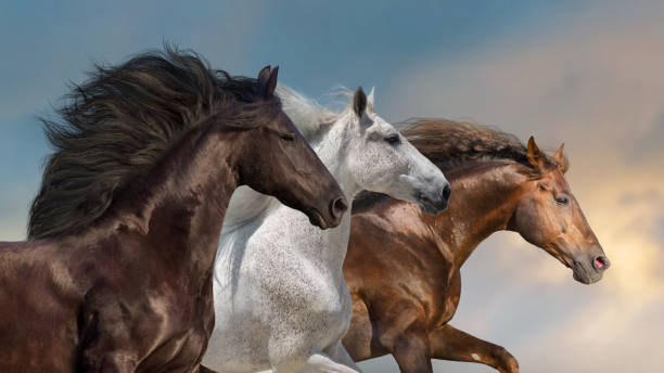 портрет лошадей крупным планом в движении - horse black stallion friesian horse стоковые фото и изображения