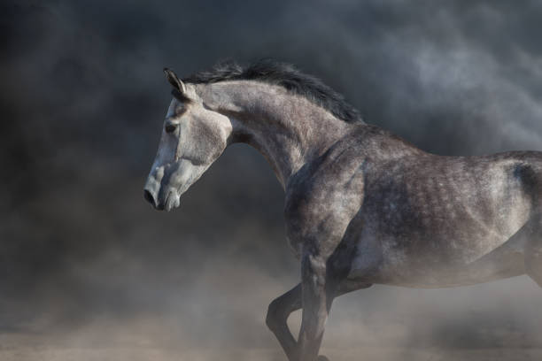 istock Grey arabian horse portrait 1390530874