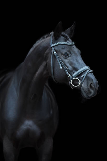 istock Horse portrait in bridle 1390530880